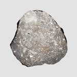  NWA 2779 Meteorite | 7.9 Gr | Slice | L5 Chondrite | Northwest Africa 1