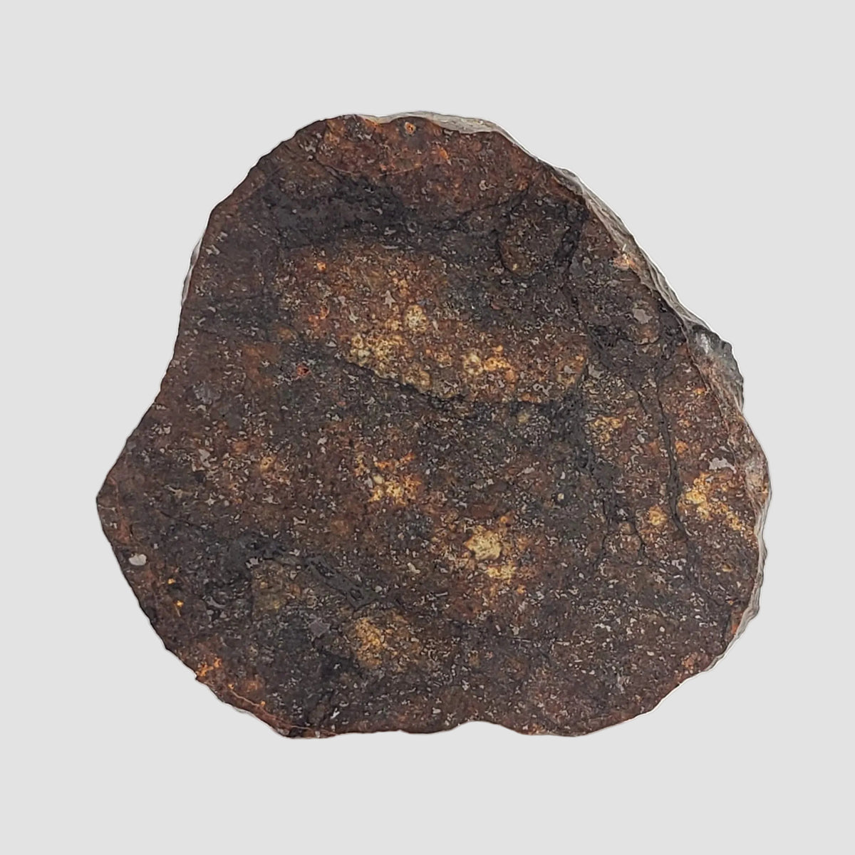  NWA 2779 Meteorite | 7.9 Gr | Slice | L5 Chondrite | Northwest Africa 2