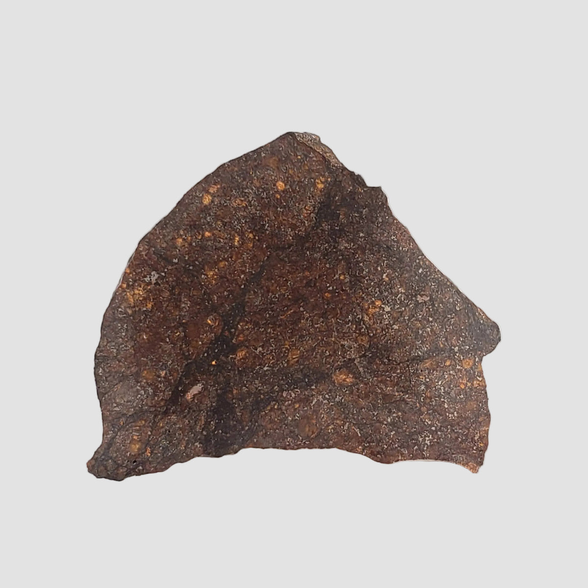NWA 2781 Meteorite | 8.6 Gr | Slice | L4-5 Chondrite | Northwest Africa 2