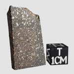  NWA 2859 Meteorite | 8 Grams | Part Slice | H4 | Sahara Desert 