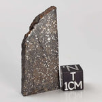  NWA 2859 Meteorite | H4 Slice | 10.4 Grams | Sahara Desert 