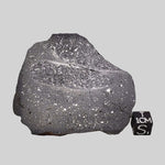  NWA 2902 Meteorite | 51.05 Gr Slice | Rare L-Melt Rock | Low TKW 