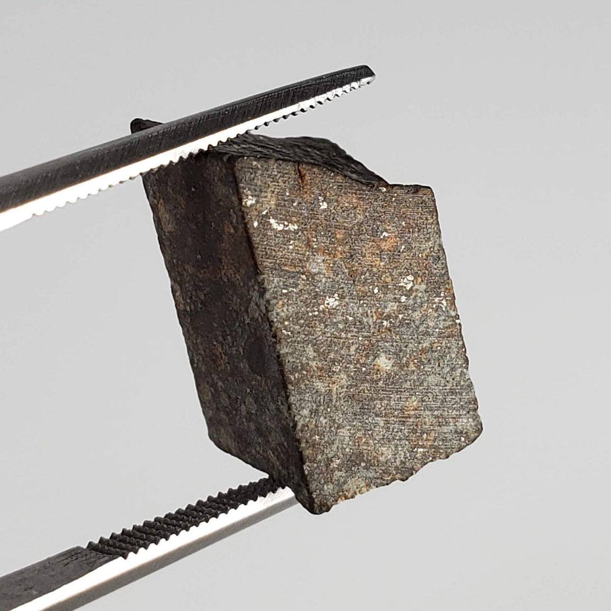  NWA 869 Meteorite | 3.87 Gr | Part Slice | L3-6 Chondrite | Bostick Specimen 7