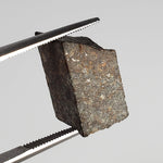  NWA 869 Meteorite | 3.87 Gr | Part Slice | L3-6 Chondrite | Bostick Specimen 7