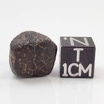  NWA 869 Meteorite | 4.48 Gr | Individual | L3-6 Chondrite | Crusted Specimen 