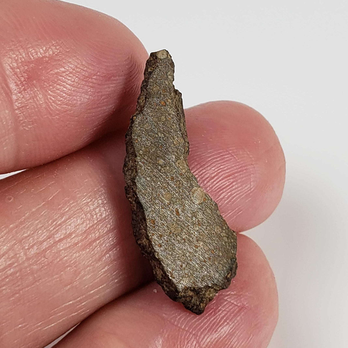  NWA 978 Meteorite | 1.75 Grams | End Cut | Rare R3.8 Rumurutiite 4