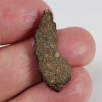  NWA 978 Meteorite | 1.75 Grams | End Cut | Rare R3.8 Rumurutiite 5