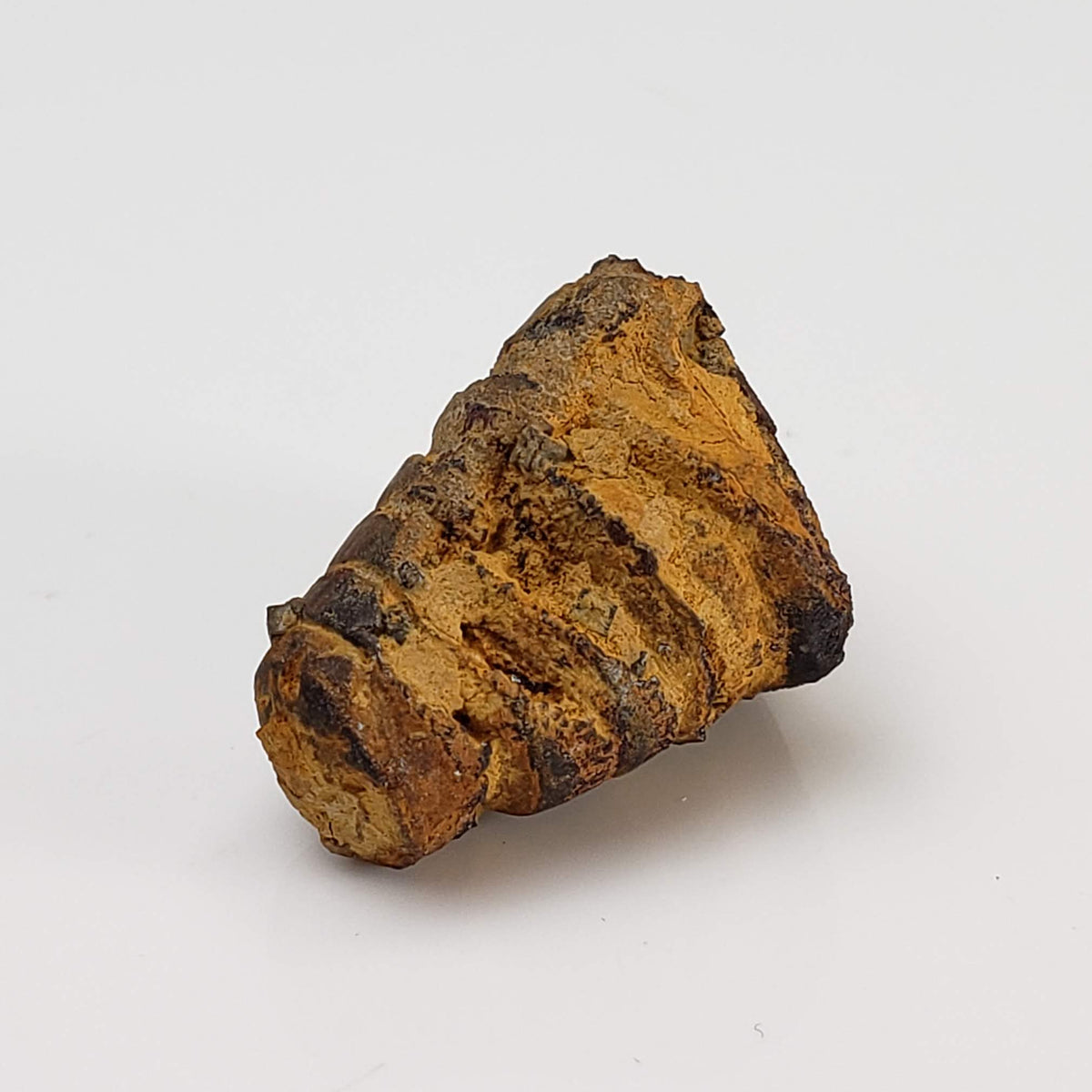 Nautiloid Fossil | Natural Fossilized | Fammenian - Devonian | Kowala Formation, Poland-canagem-2