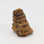 Nautiloid Fossil | Natural Fossilized | Fammenian - Devonian | Kowala Formation, Poland-canagem-4