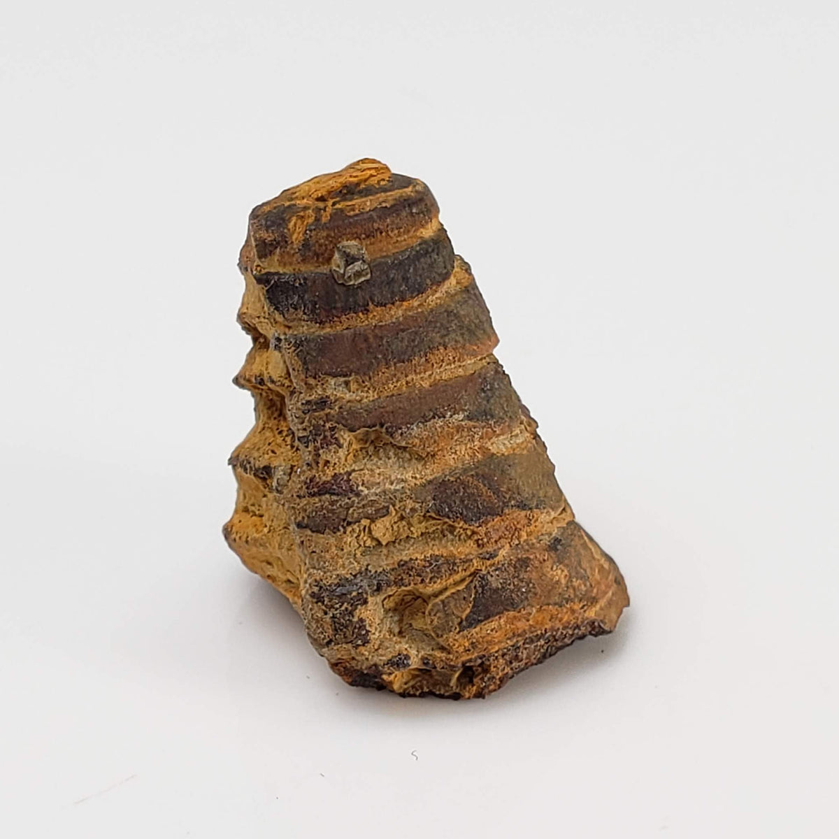 Nautiloid Fossil | Natural Fossilized | Fammenian - Devonian | Kowala Formation, Poland-canagem-4