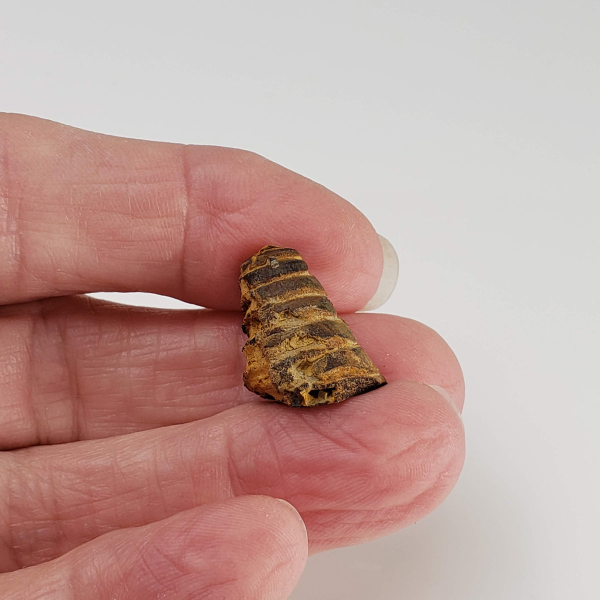 Nautiloid Fossil | Natural Fossilized | Fammenian - Devonian | Kowala Formation, Poland-canagem-5
