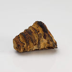 Nautiloid Fossil | Natural Fossilized | Fammenian - Devonian | Kowala Formation, Poland-canagem-0