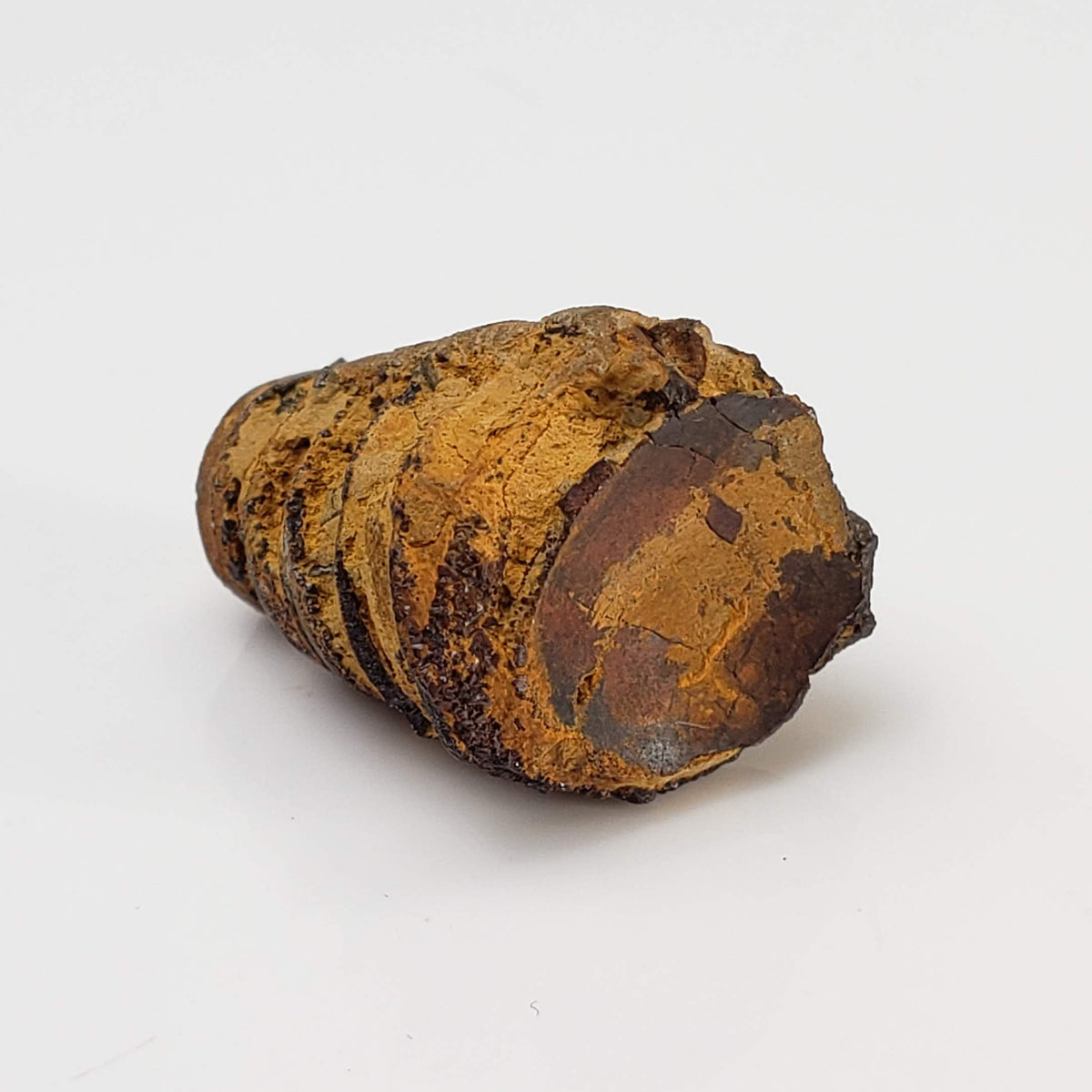 Nautiloid Fossil | Natural Fossilized | Fammenian - Devonian | Kowala Formation, Poland-canagem-3