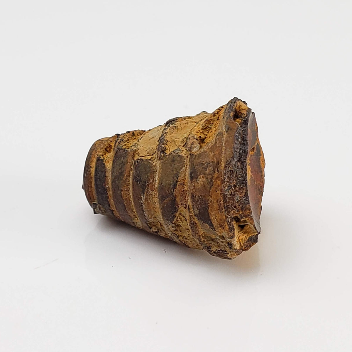 Nautiloid Fossil | Natural Fossilized | Fammenian - Devonian | Kowala Formation, Poland
