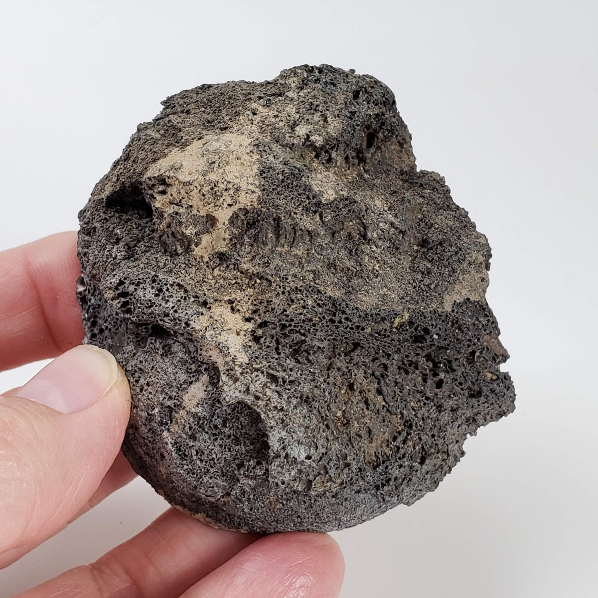  Olivine Volcanic Bomb | Lava Coated Crystal | 140 gr | Mt Shadwell Volcano, Australia 6