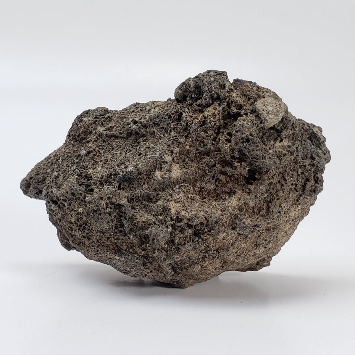  Olivine Volcanic Bomb | Lava Coated Crystal | 70 gr | Mt Shadwell Volcano, Australia 3