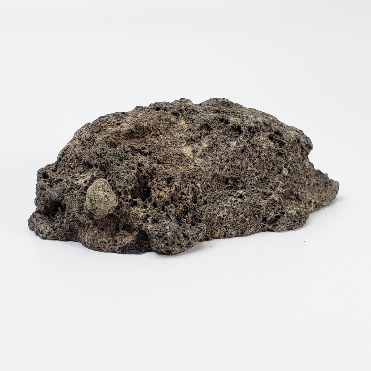  Olivine Volcanic Bomb | Lava Coated Crystal | 70 gr | Mt Shadwell Volcano, Australia 4