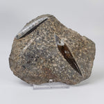  Orthoceras on Host | Large Fossilized Polished | Rock Plate | 1.5 Kg | Morocco 1