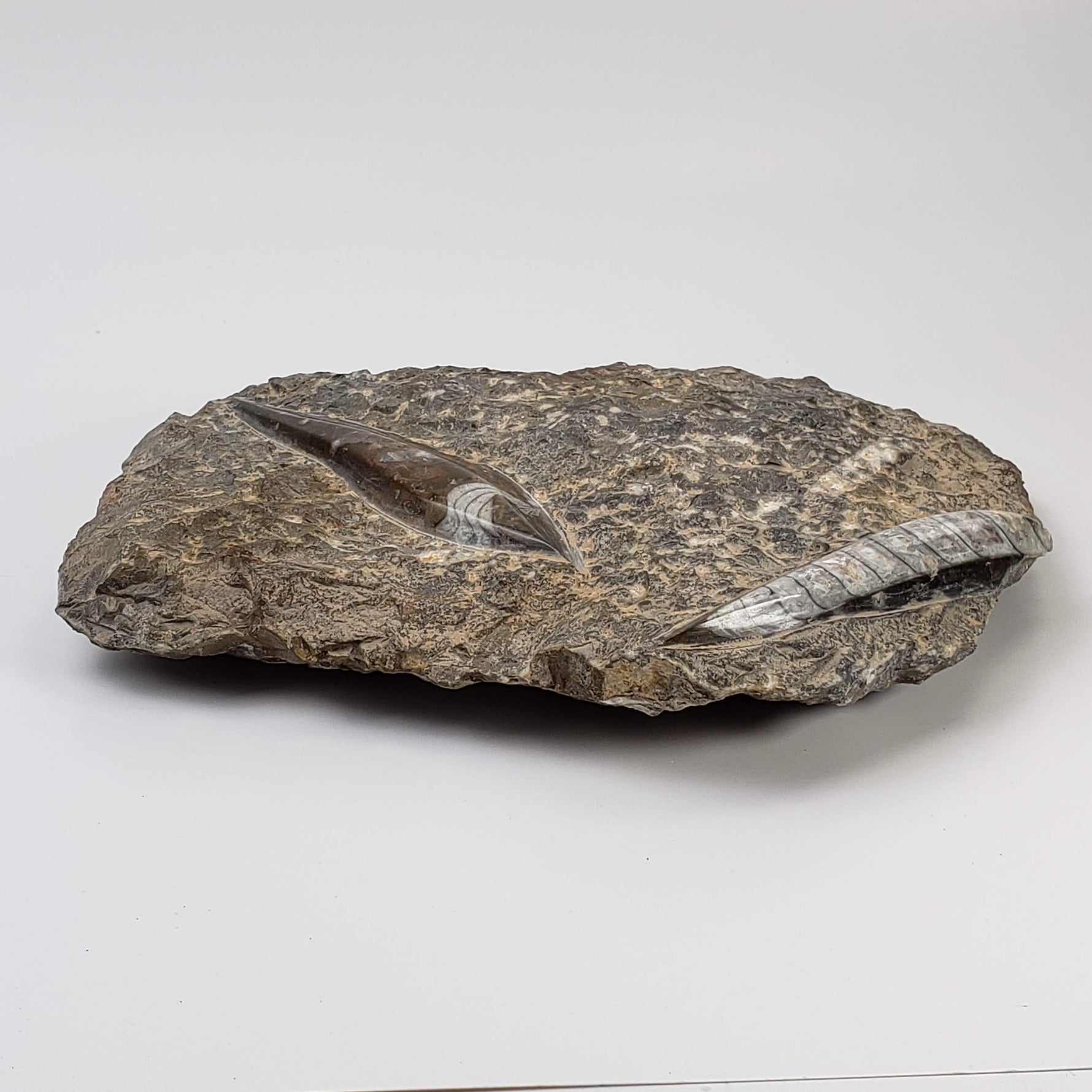  Orthoceras on Host | Large Fossilized Polished | Rock Plate | 1.5 Kg | Morocco 4