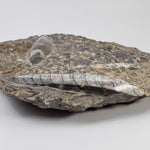  Orthoceras on Host | Large Fossilized Polished | Rock Plate | 1.5 Kg | Morocco 5
