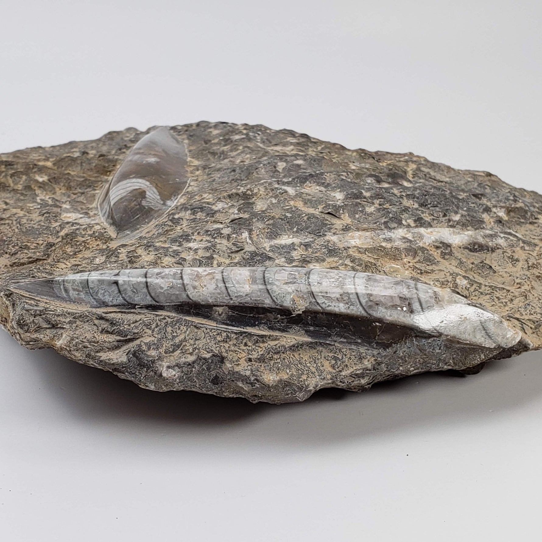 Orthoceras on Host | Large Fossilized Polished | Rock Plate | 1.5 Kg | Morocco 5