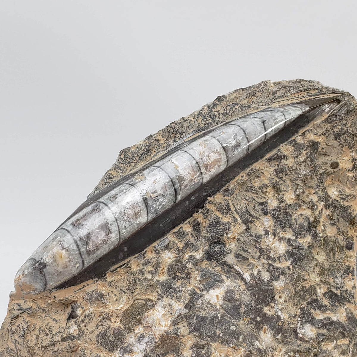  Orthoceras on Host | Large Fossilized Polished | Rock Plate | 1.5 Kg | Morocco 3