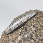  Orthoceras on Host | Large Fossilized Polished | Rock Plate | 1.5 Kg | Morocco 3