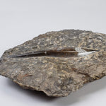  Orthoceras on Host | Large Fossilized Polished | Rock Plate | 1.5 Kg | Morocco 6