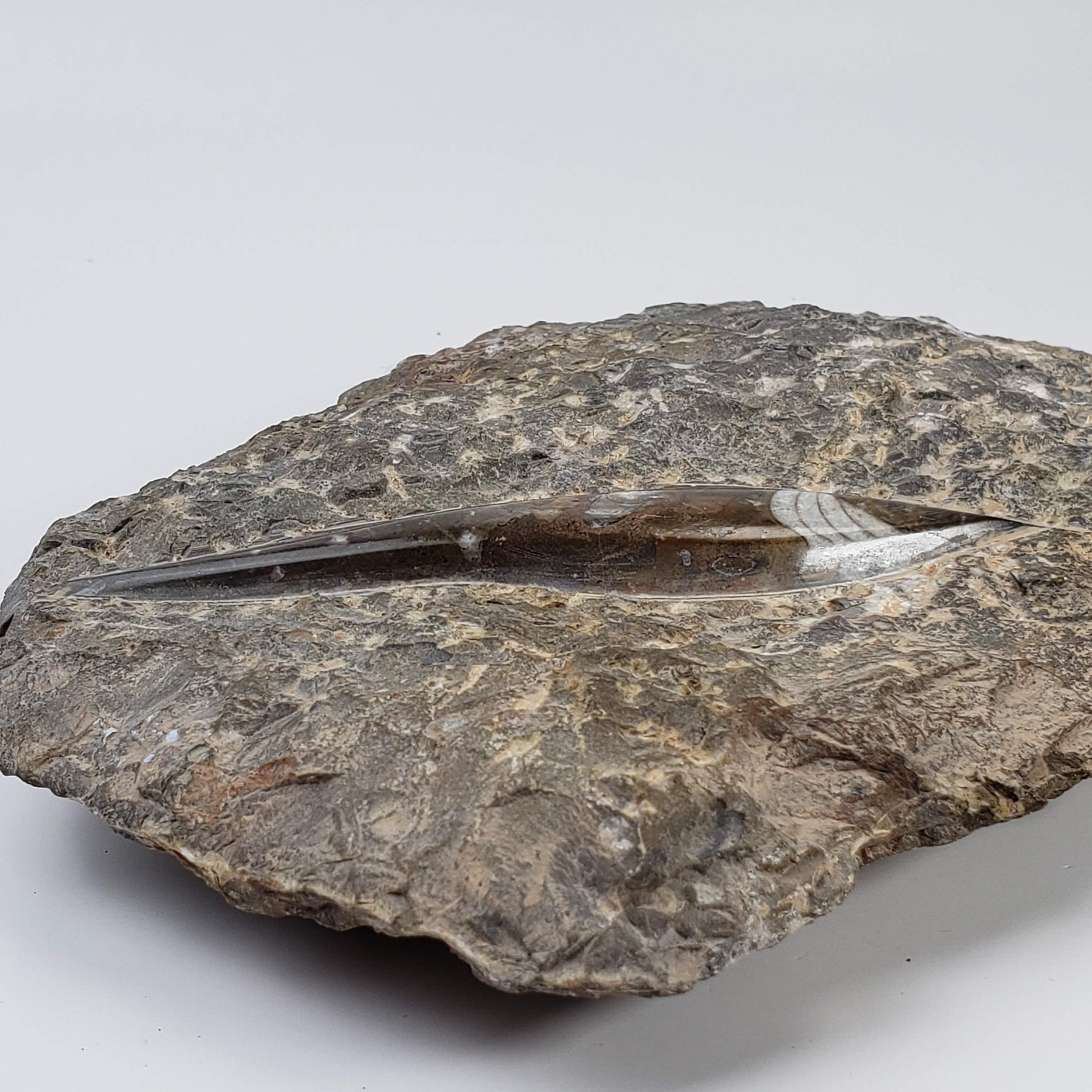  Orthoceras on Host | Large Fossilized Polished | Rock Plate | 1.5 Kg | Morocco 6
