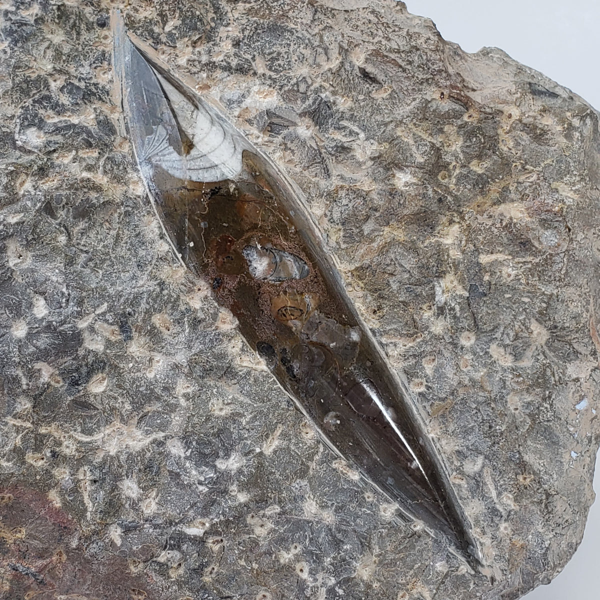  Orthoceras on Host | Large Fossilized Polished | Rock Plate | 1.5 Kg | Morocco 2