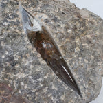  Orthoceras on Host | Large Fossilized Polished | Rock Plate | 1.5 Kg | Morocco 2