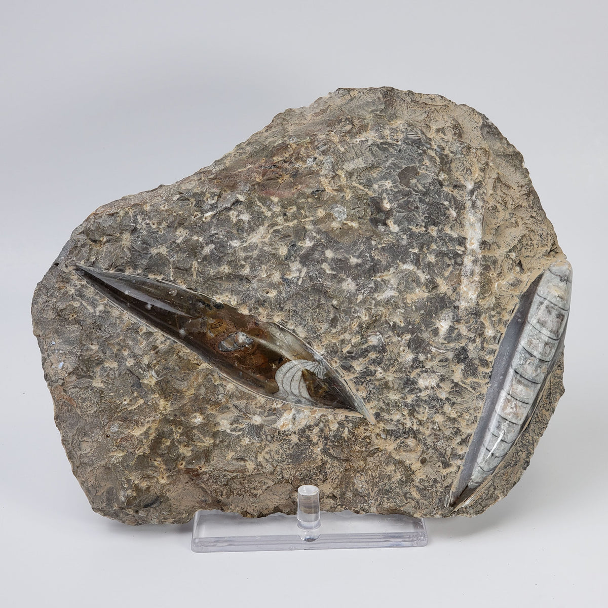  Orthoceras on Host | Large Fossilized Polished | Rock Plate | 1.5 Kg | Morocco 