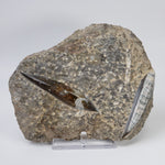  Orthoceras on Host | Large Fossilized Polished | Rock Plate | 1.5 Kg | Morocco 
