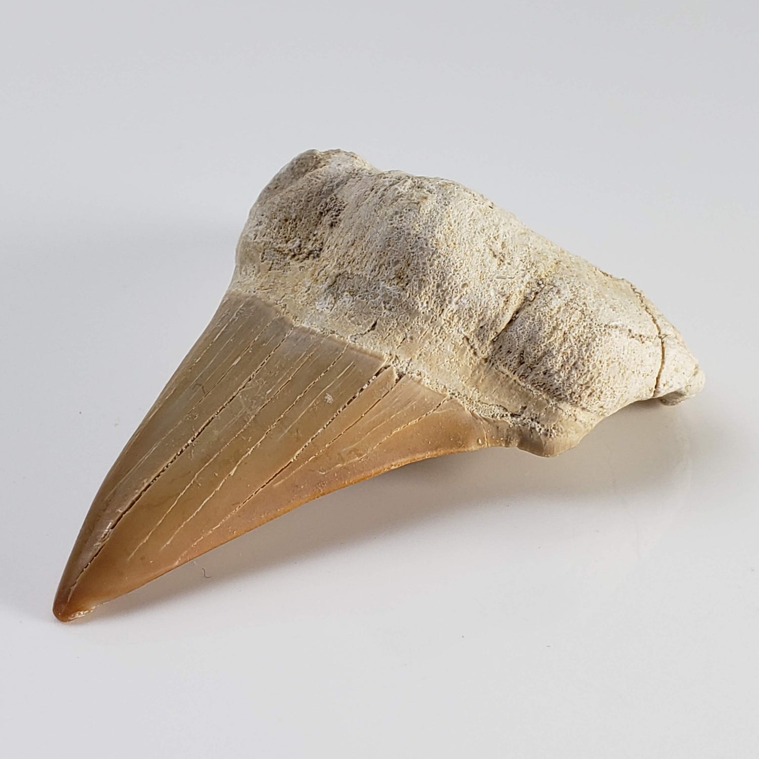  Otodus Shark Tooth | Fossil | Eocene | Morocco 