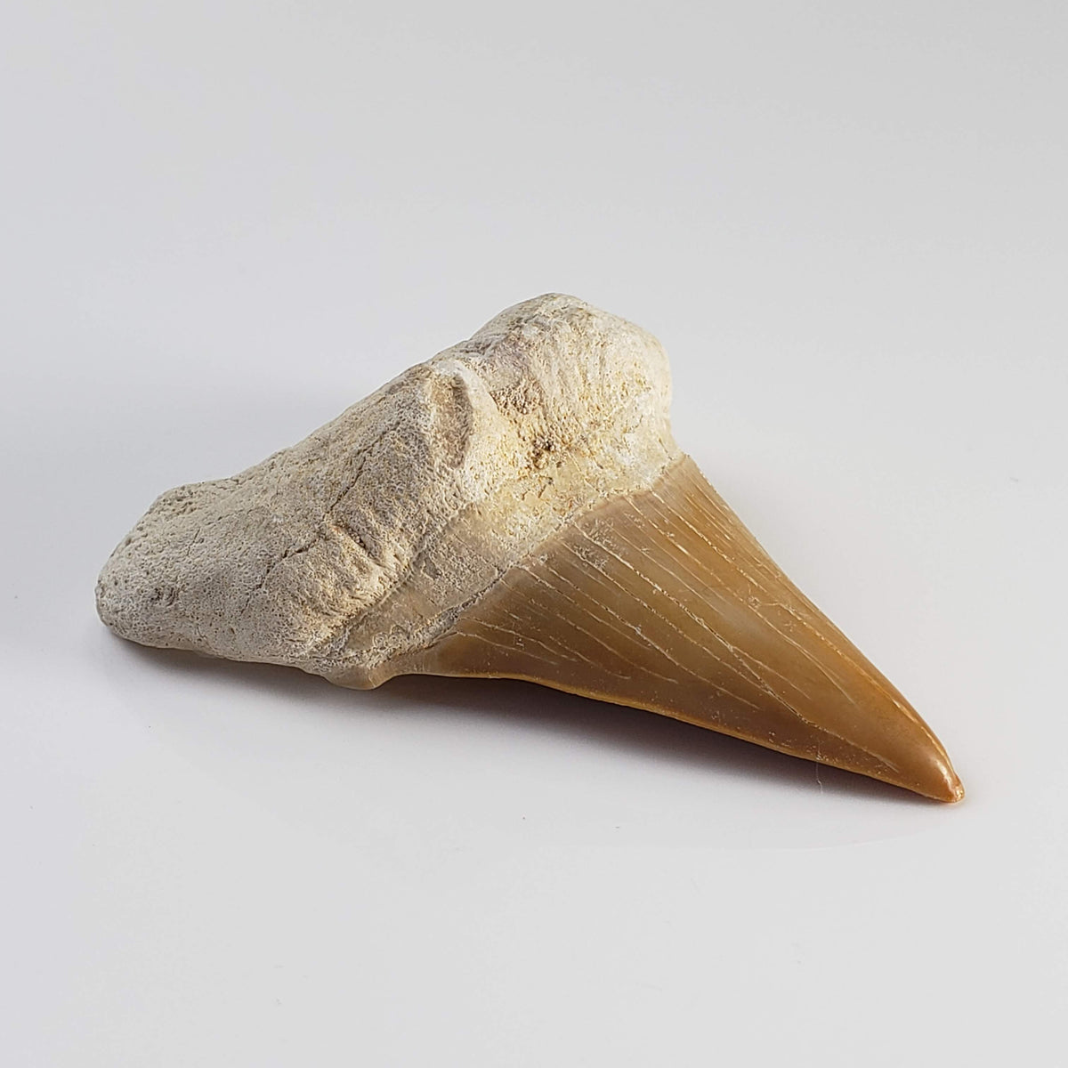  Otodus Shark Tooth | Fossil | Eocene | Morocco 1