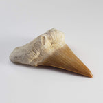  Otodus Shark Tooth | Fossil | Eocene | Morocco 1