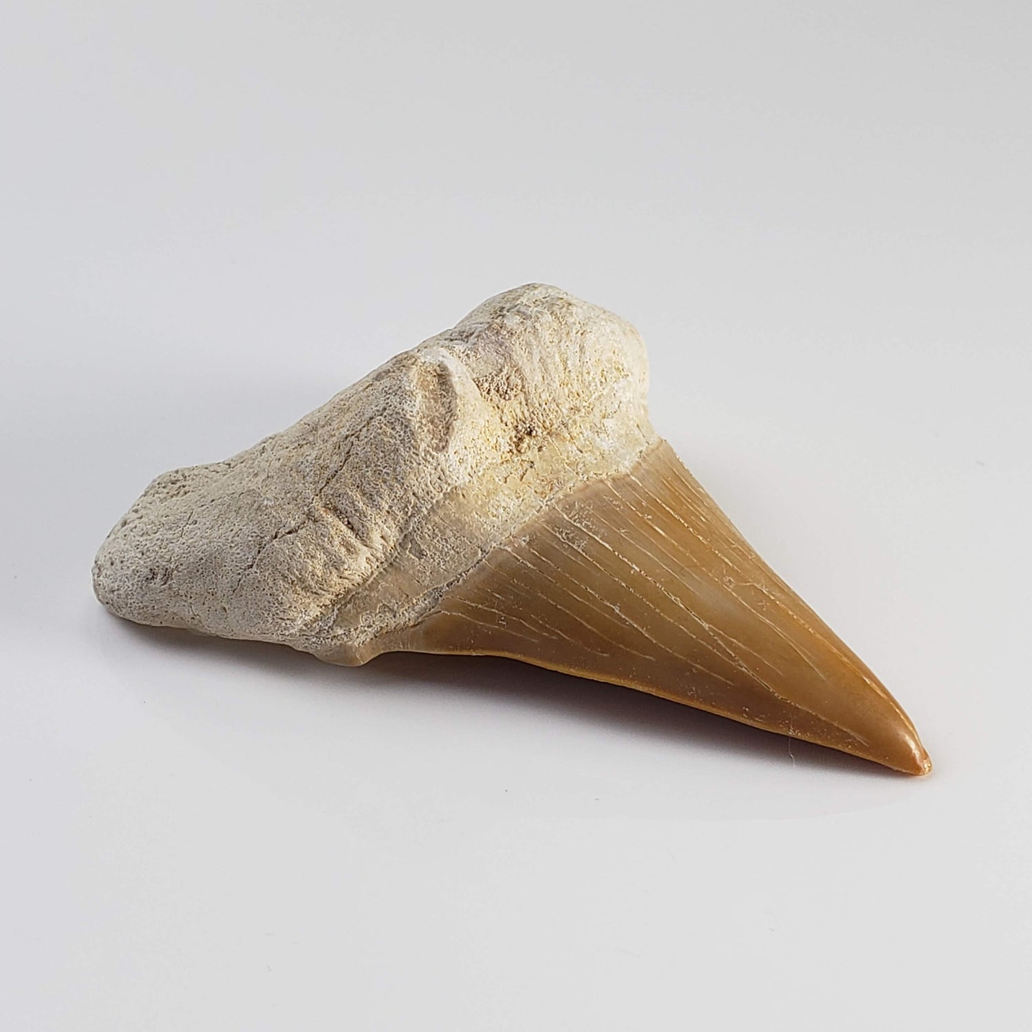  Otodus Shark Tooth | Fossil | Eocene | Morocco 1