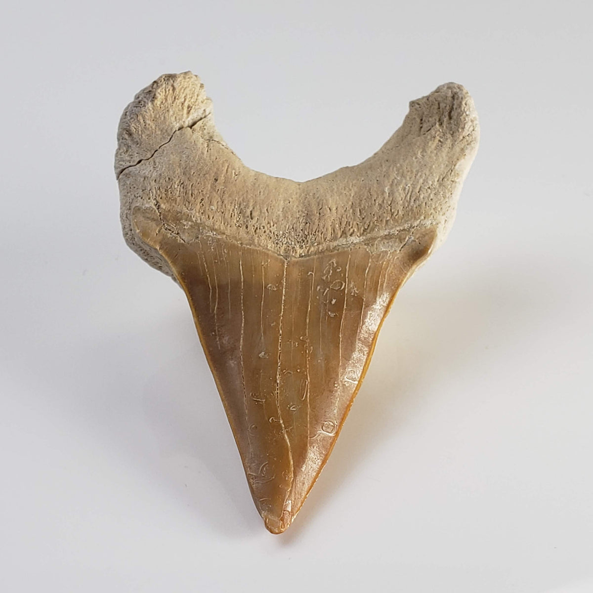  Otodus Shark Tooth | Fossil | Eocene | Morocco 2