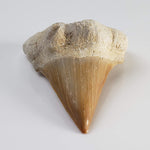  Otodus Shark Tooth | Fossil | Eocene | Morocco 3