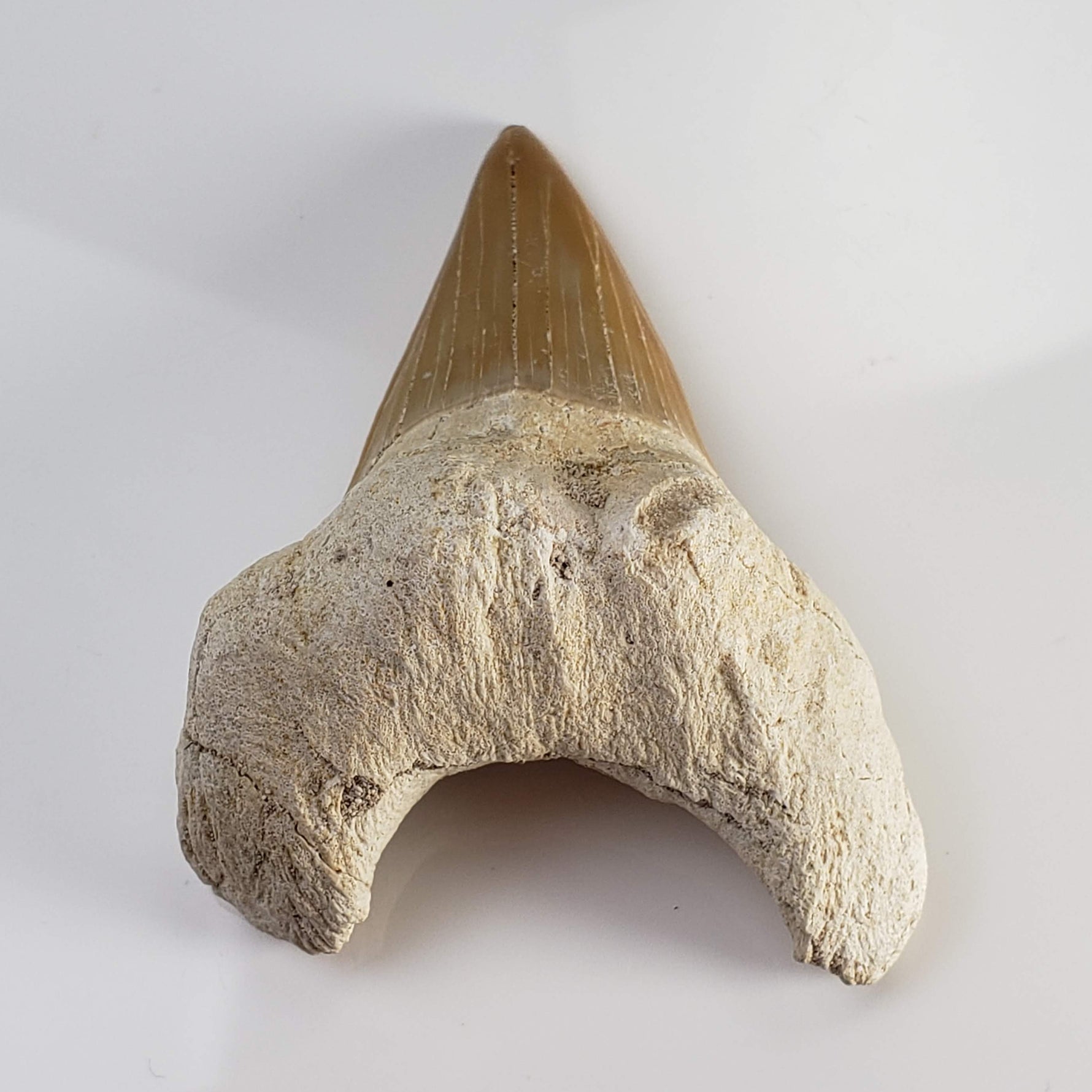  Otodus Shark Tooth | Fossil | Eocene | Morocco 4