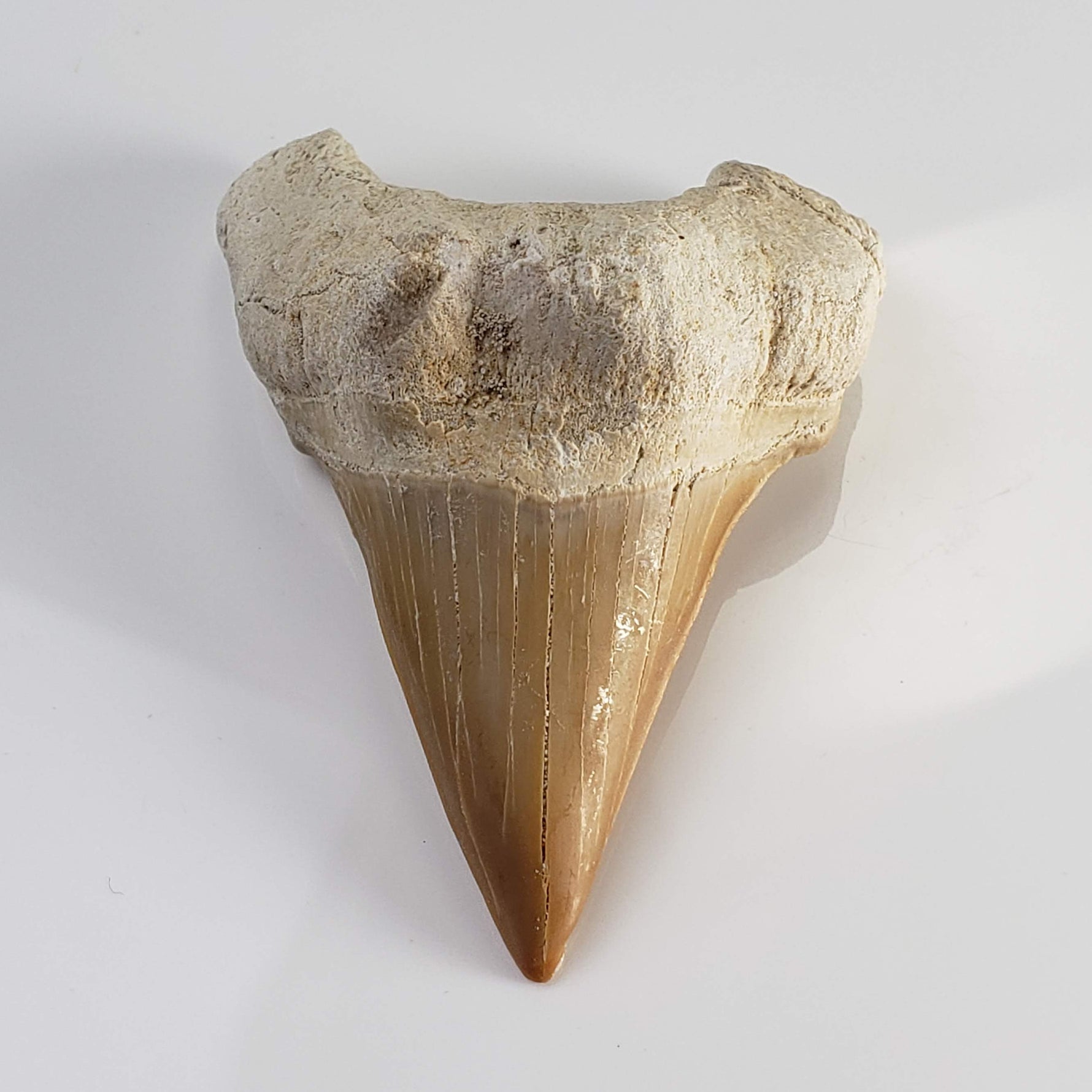  Otodus Shark Tooth | Fossil | Eocene | Morocco 5