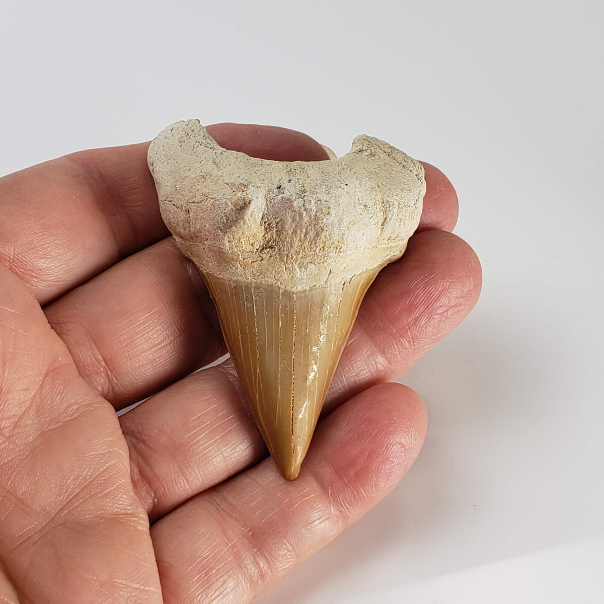  Otodus Shark Tooth | Fossil | Eocene | Morocco 6