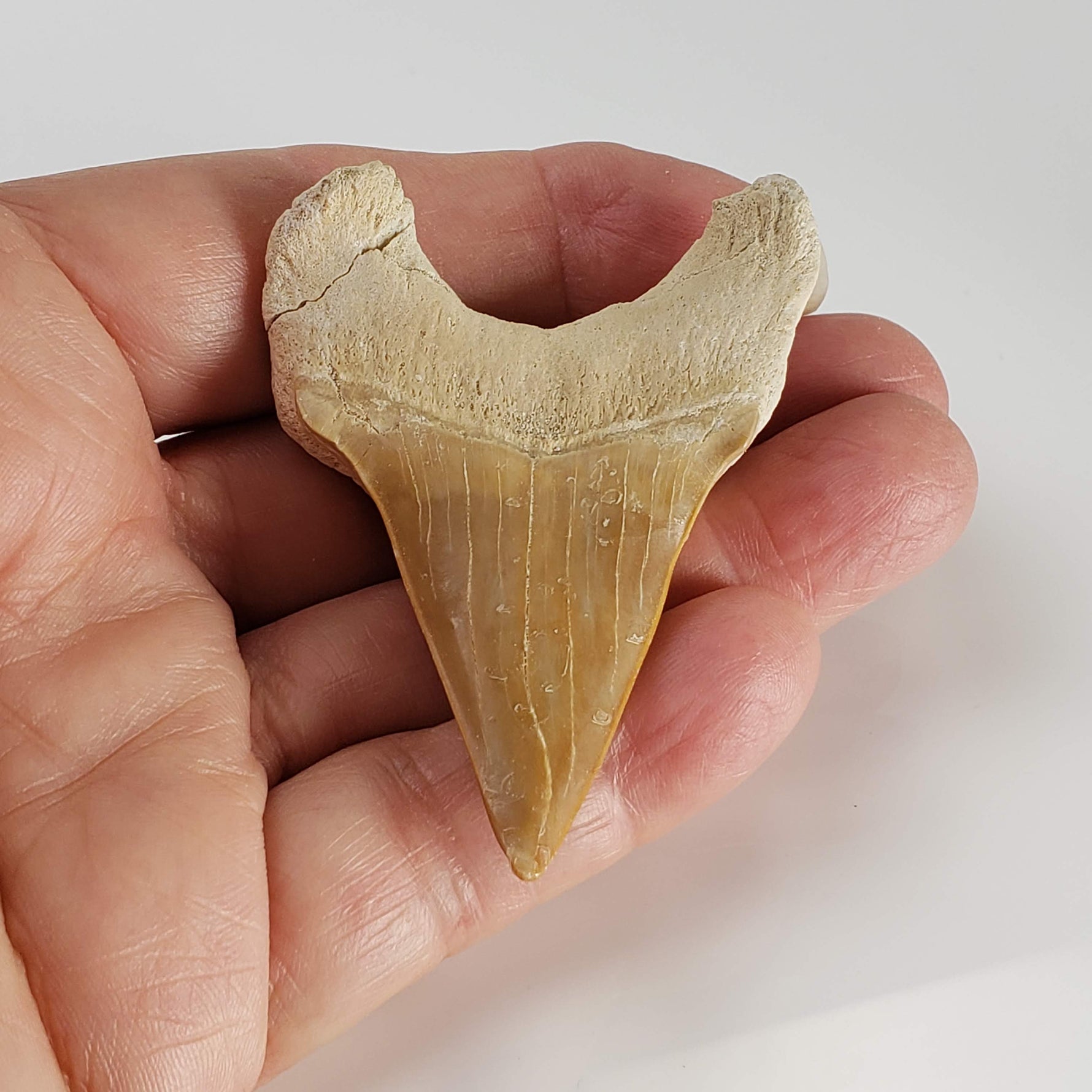  Otodus Shark Tooth | Fossil | Eocene | Morocco 7