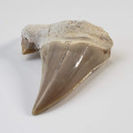Otodus Shark Tooth | Fossil | Eocene | Morocco 0