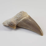 Otodus Shark Tooth | Fossil | Eocene | Morocco 1