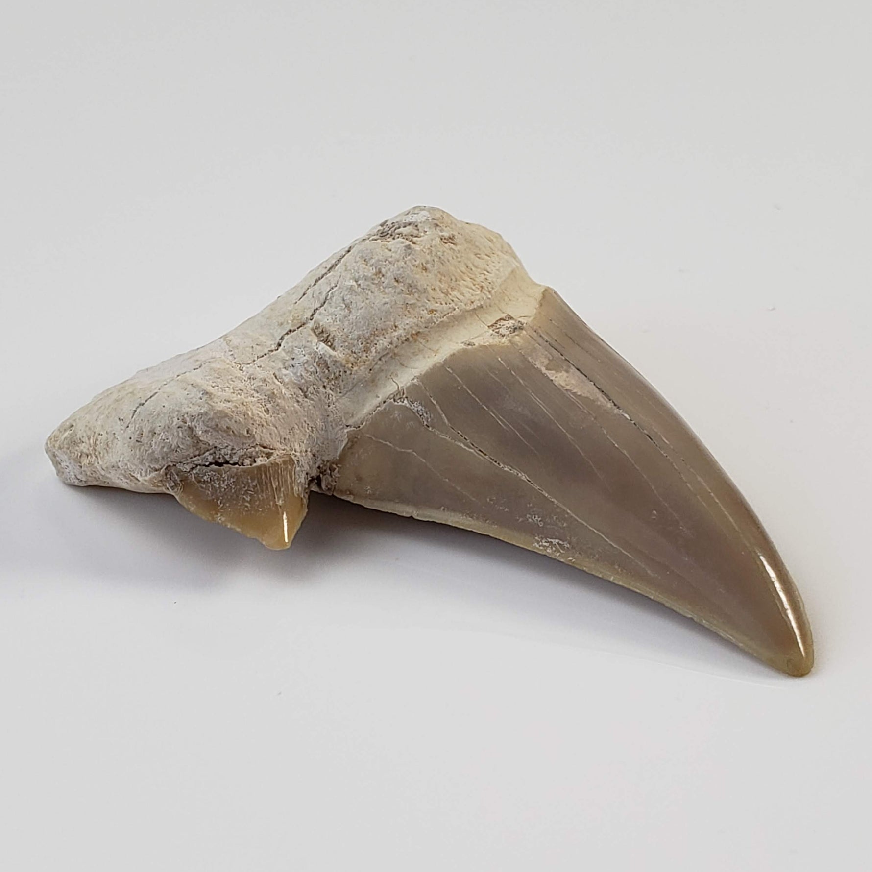 Otodus Shark Tooth | Fossil | Eocene | Morocco 1