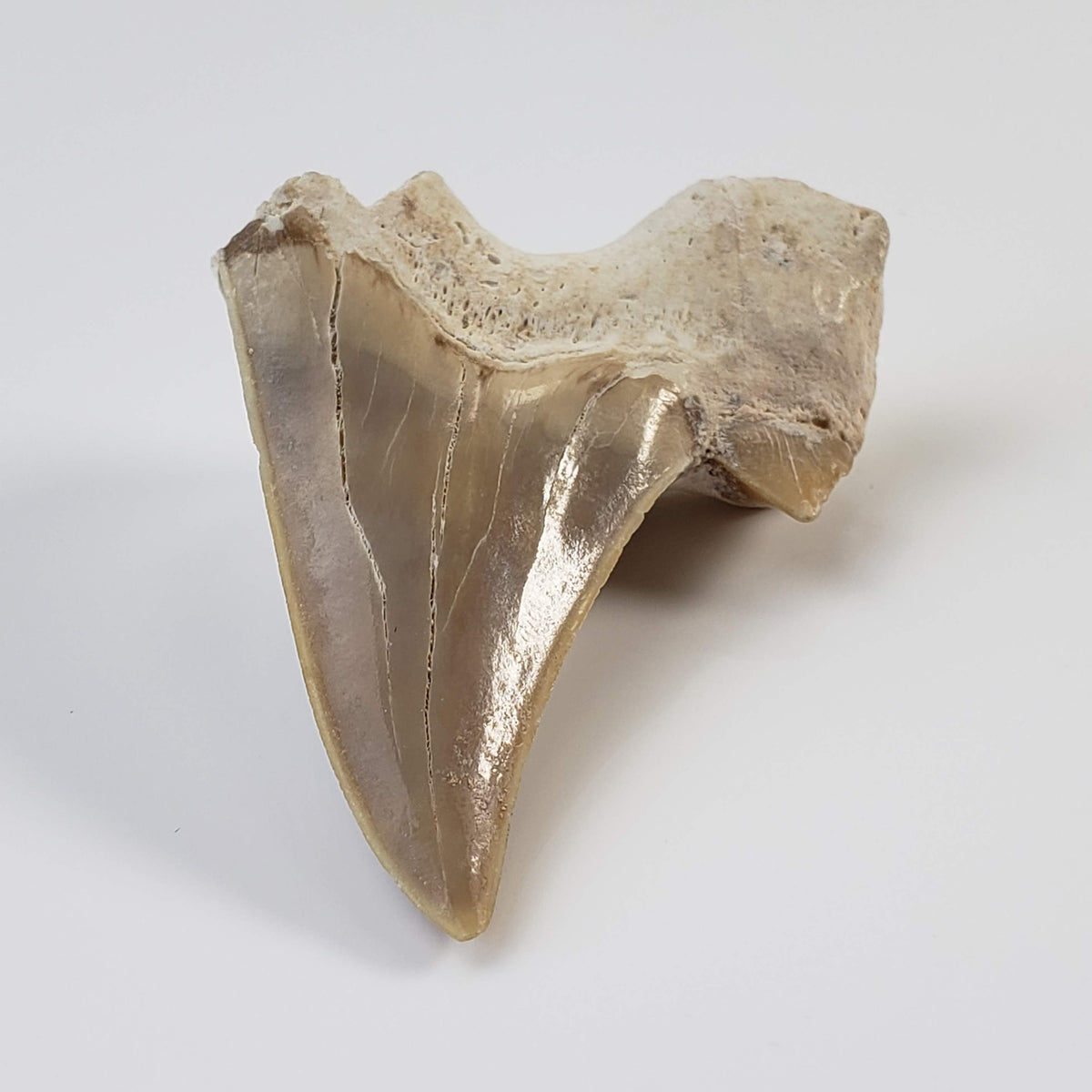Otodus Shark Tooth | Fossil | Eocene | Morocco 2