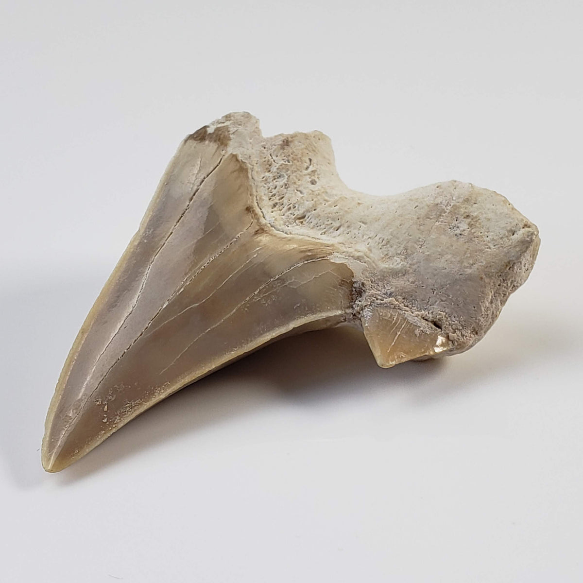Otodus Shark Tooth | Fossil | Eocene | Morocco 3