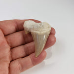 Otodus Shark Tooth | Fossil | Eocene | Morocco 6
