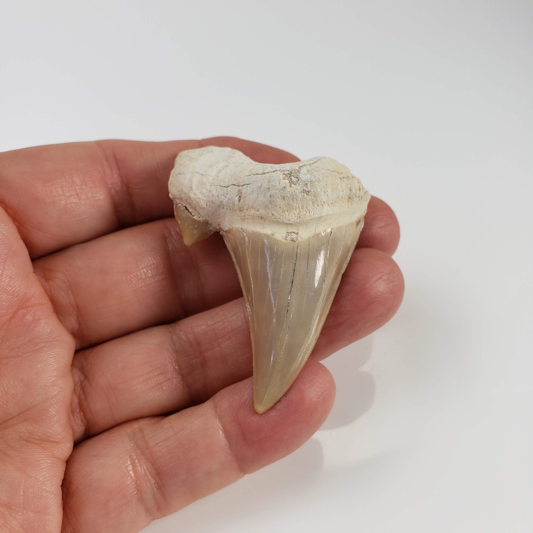 Otodus Shark Tooth | Fossil | Eocene | Morocco 6